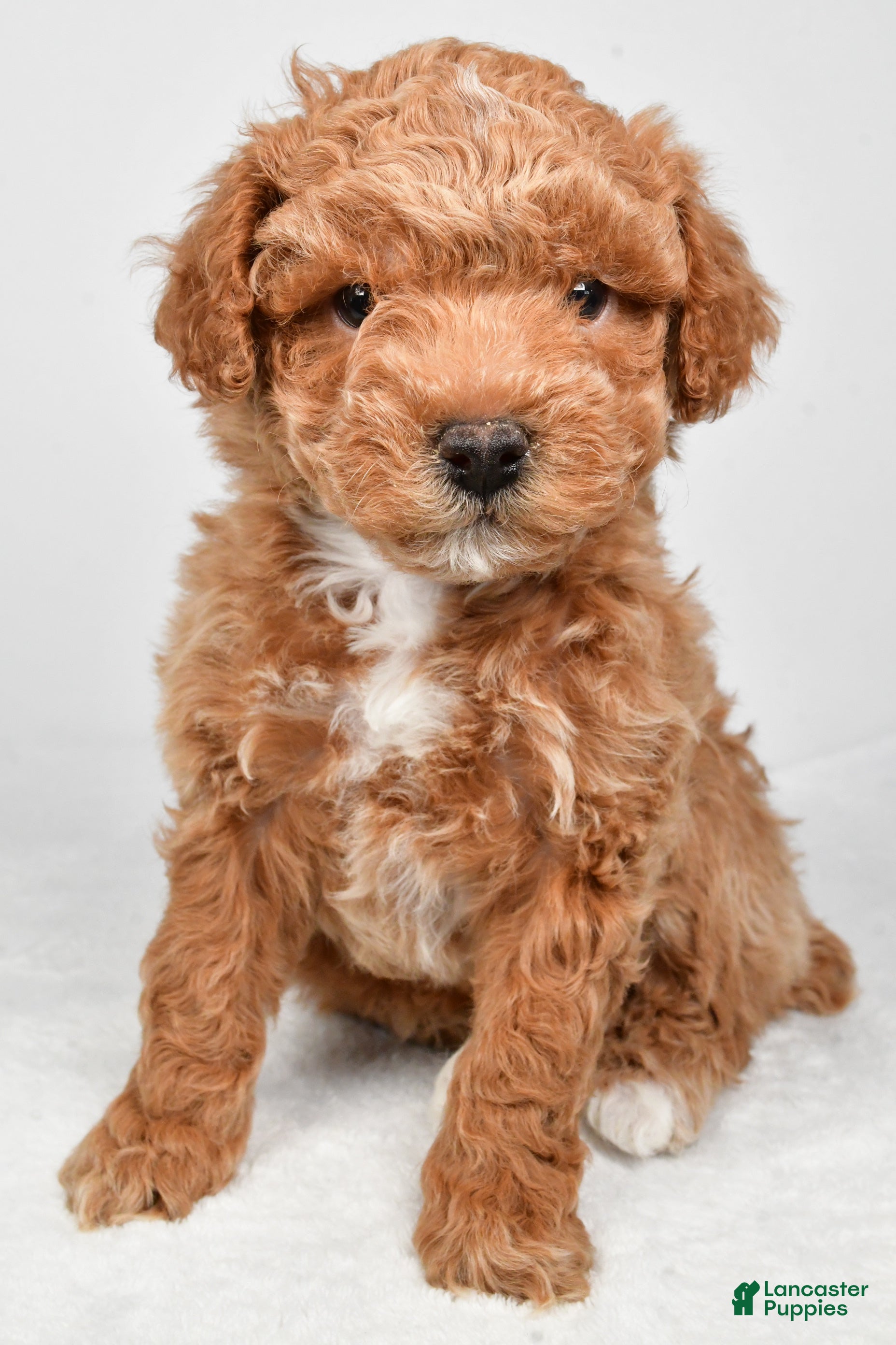 Miniature Poodle dogs Dakota - Ad 1