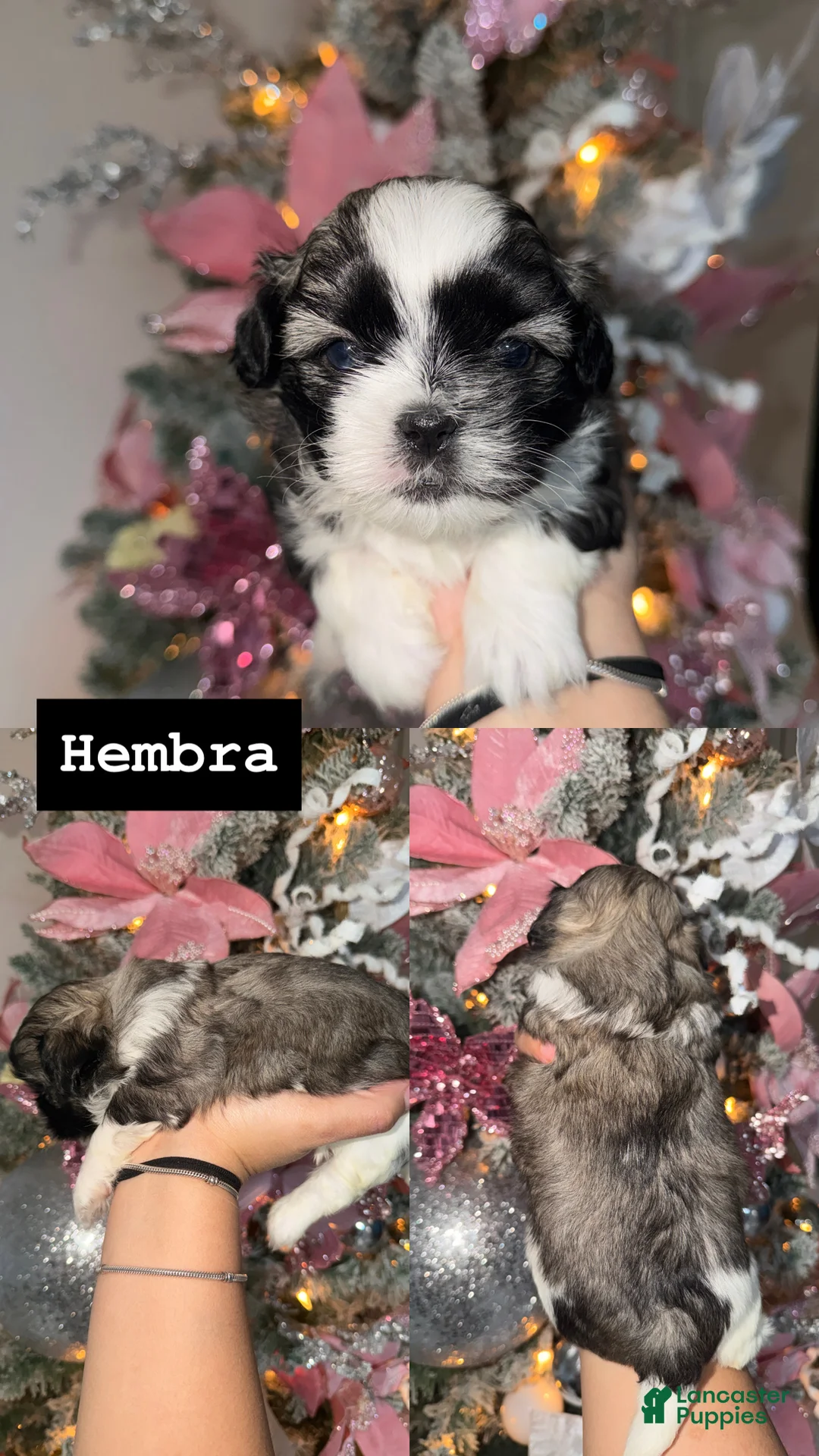 Shih Tzu dogs for sale: Shih Tzu Puppy 2 - Ad 1