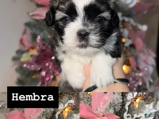 Shih Tzu dogs Shih Tzu Puppy 2 - Ad 28