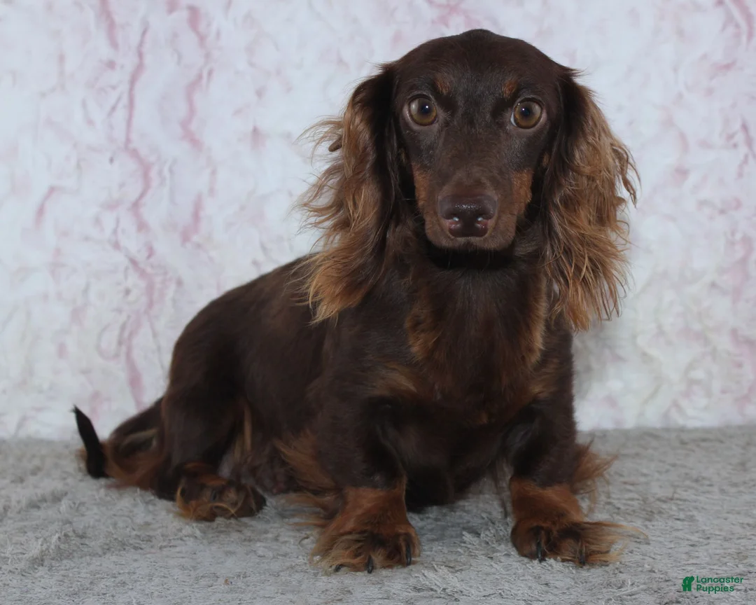 Miniature Dachshund dogs for sale: Noah - Ad 4