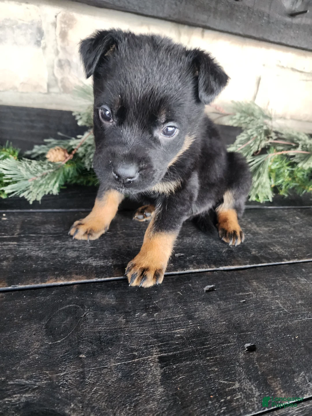 Mixed Breed dogs for sale: Rusty - Ad 3