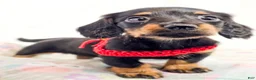 Miniature Dachshund dogs for sale: Jelly - Ad 5