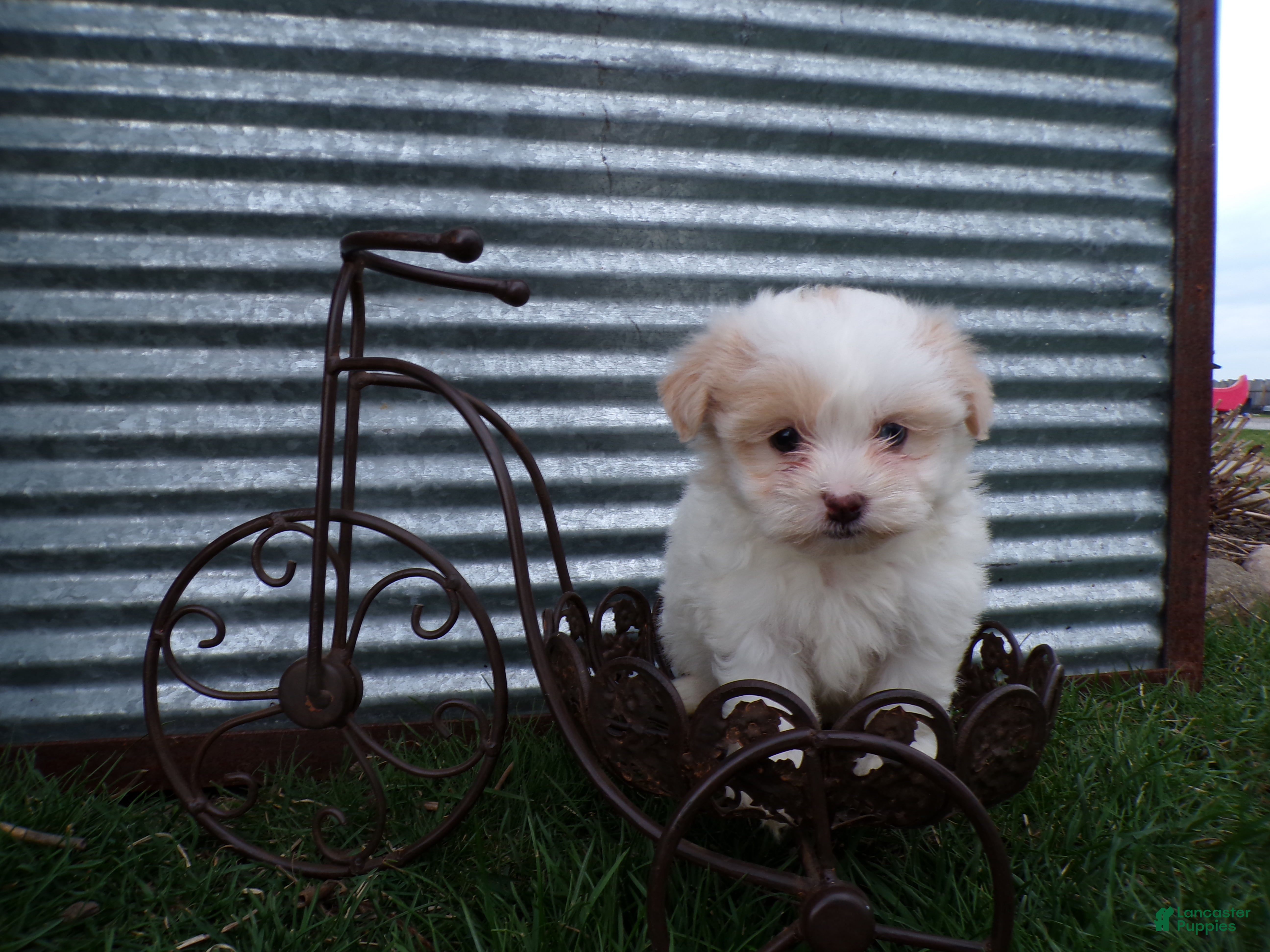 Shihpoo dogs Poppy - Ad 2