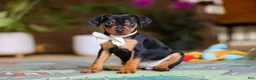 Miniature Pinscher dogs for sale: Zoe - Ad 4