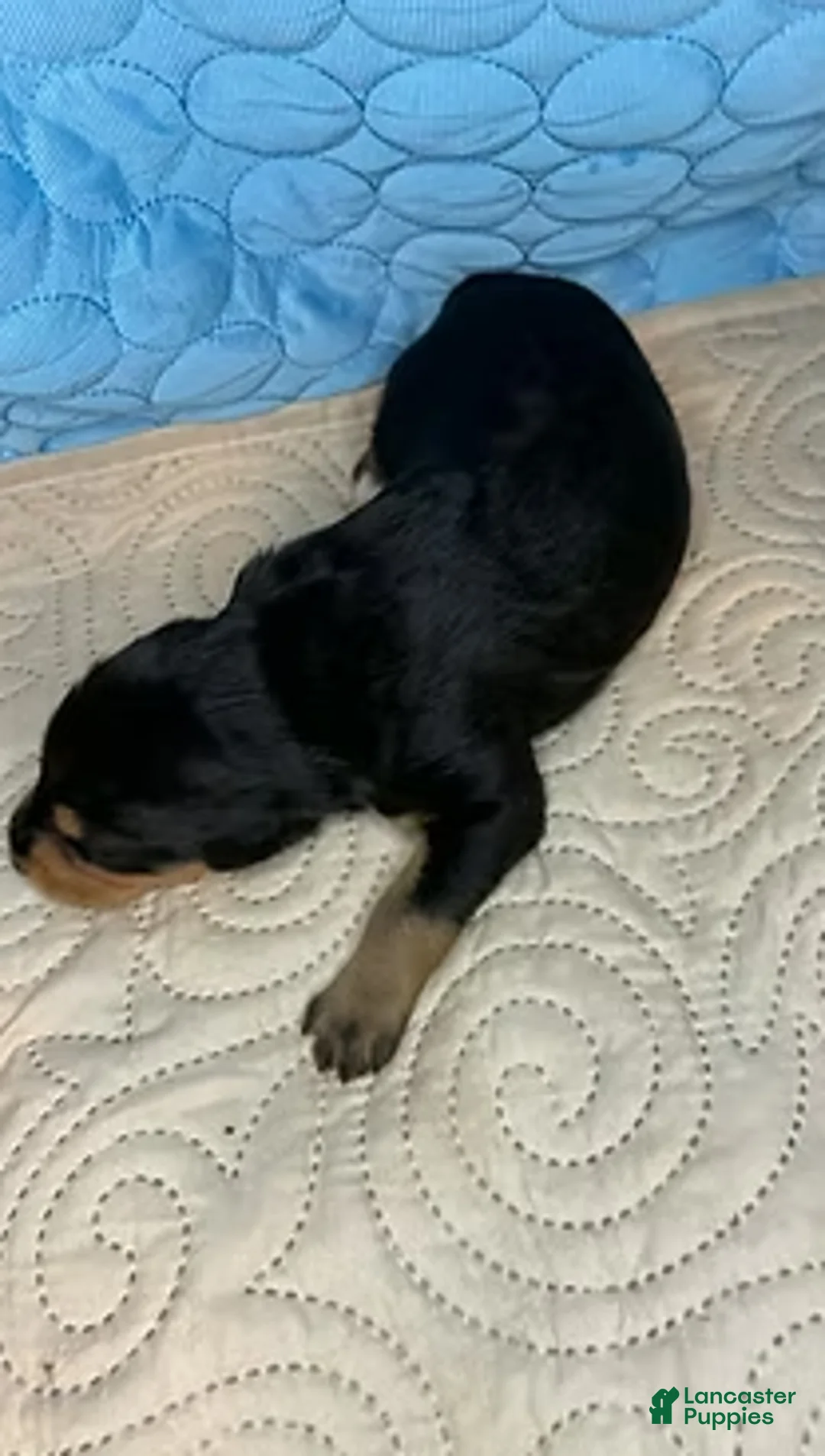 Mixed Breed dogs for sale: Peaches - Ad 3