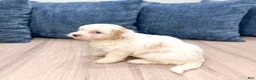 Havanese dogs for sale: Harvey - Ad 4