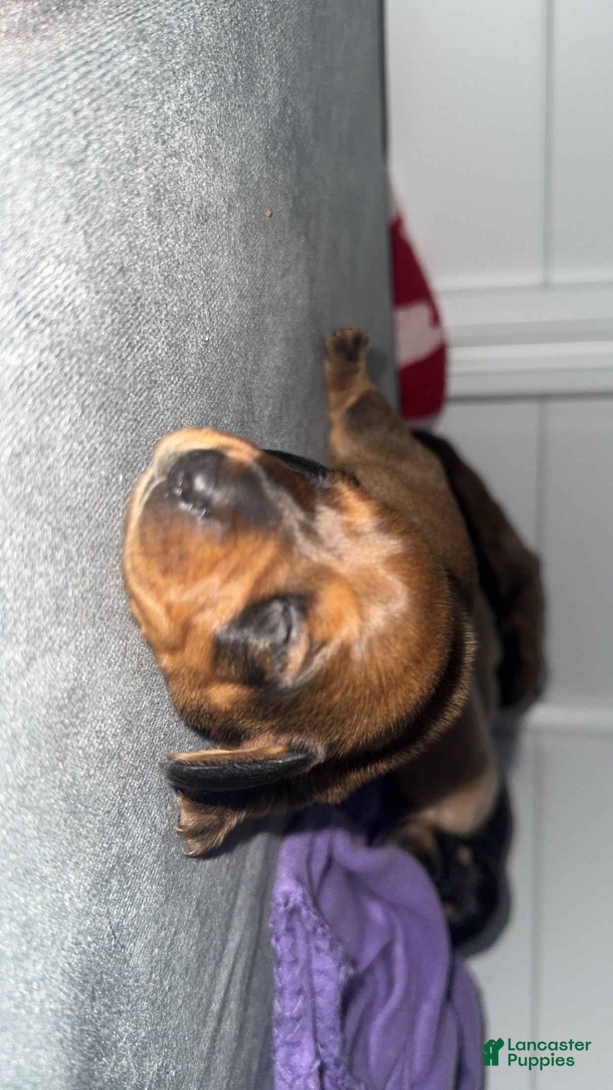 Dachshund dogs Dachshund Puppy 2 - Ad 5