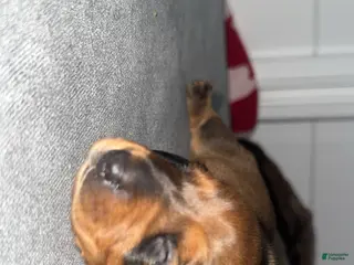 Dachshund dogs Dachshund Puppy 2 - Ad 12