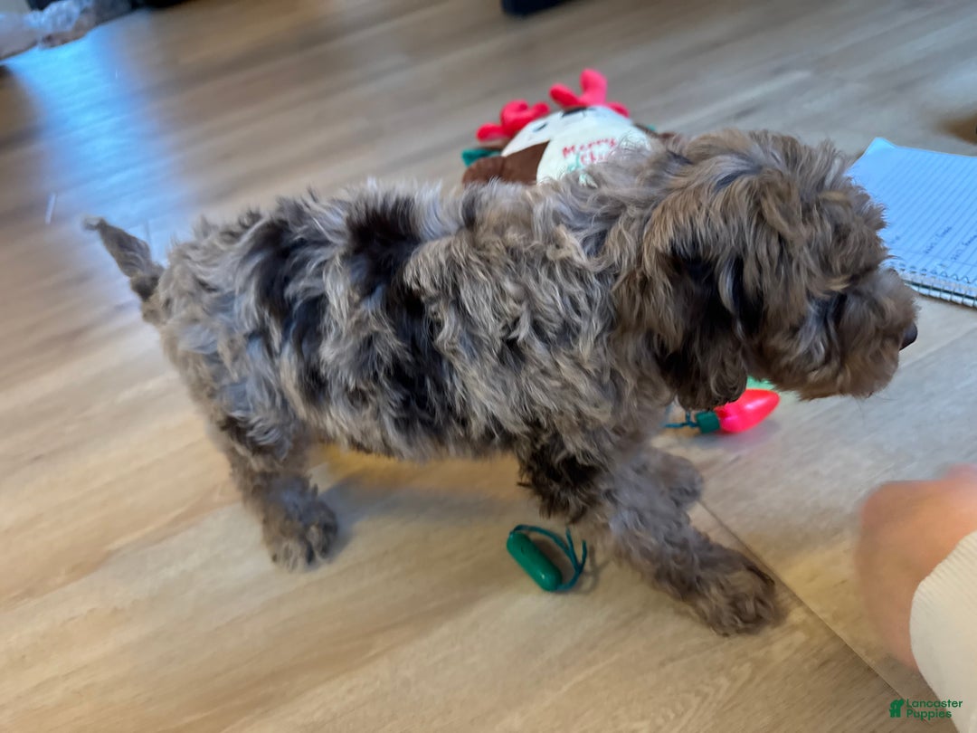 Mini Goldendoodle dogs for sale: Murphy - Ad 2