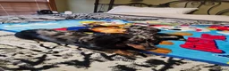 Miniature Dachshund dogs for sale: Miniature Dachshund 2 - Ad 10