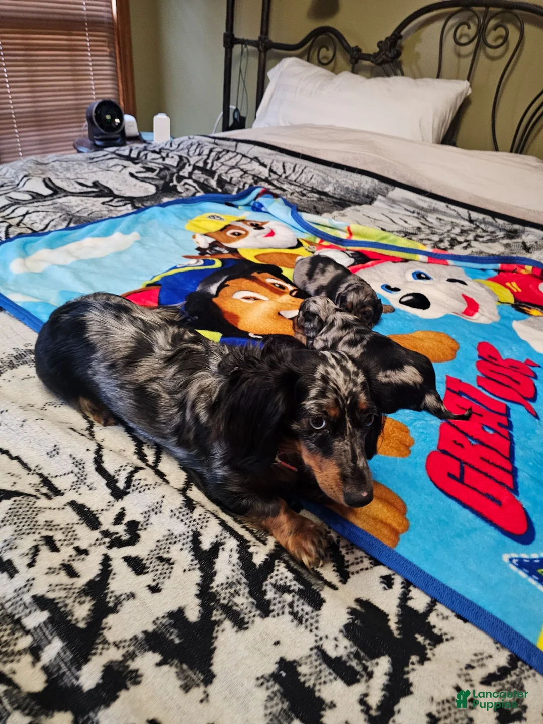 Miniature Dachshund dogs for sale: Miniature Dachshund 2 - Ad 10
