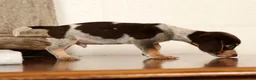 Beagle dogs for sale: Austin - Ad 4