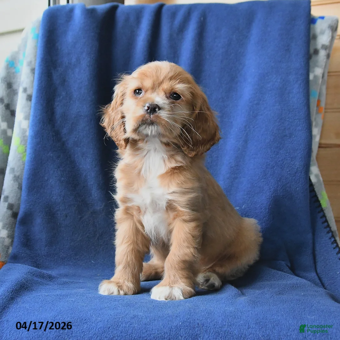 English Cocker Spaniel dogs for sale: Hope - Ad 3
