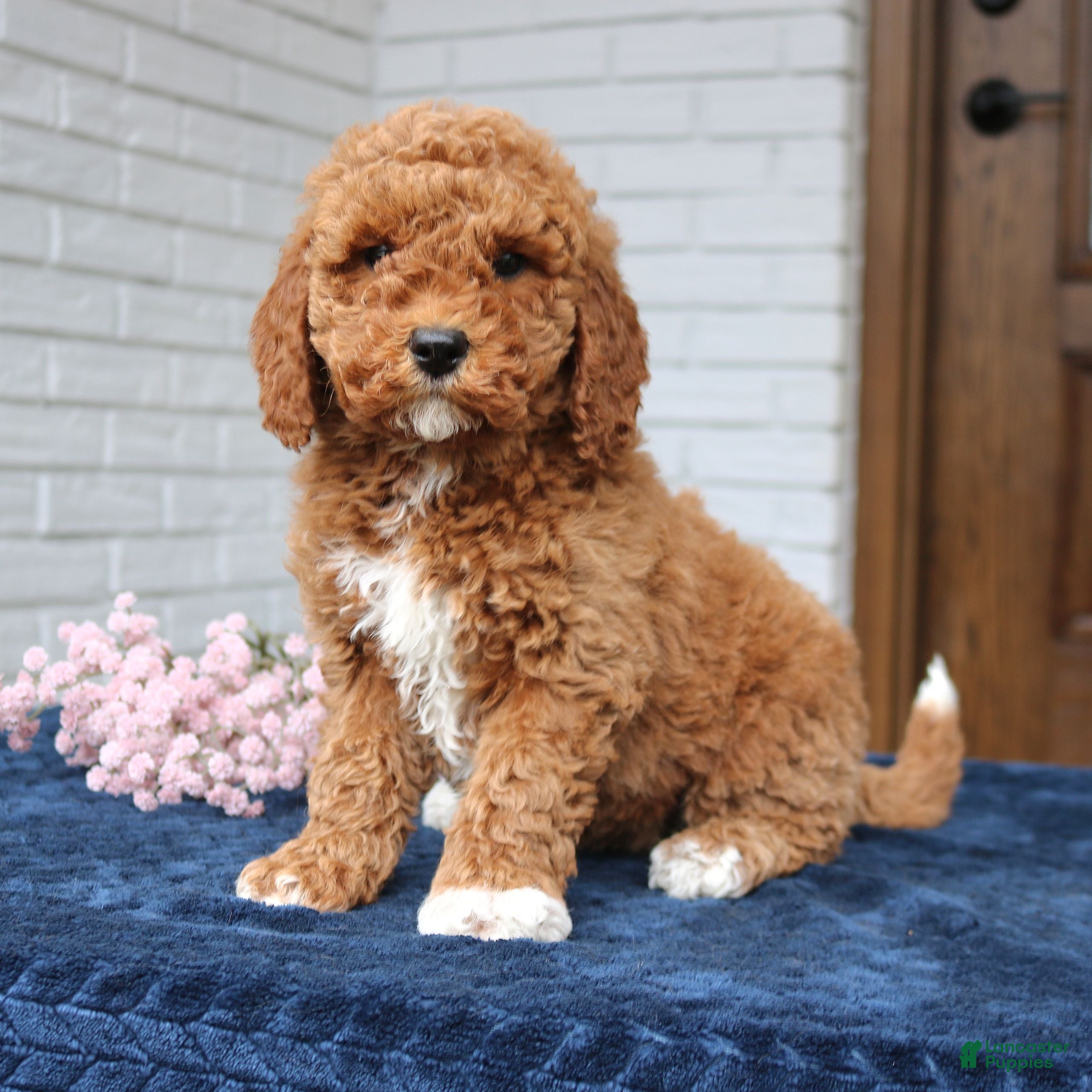 Mini Goldendoodle dogs Tessa  - Ad 2