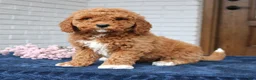 Mini Goldendoodle dogs for sale: Tessa  - Ad 2