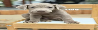 Zale - Silver Male