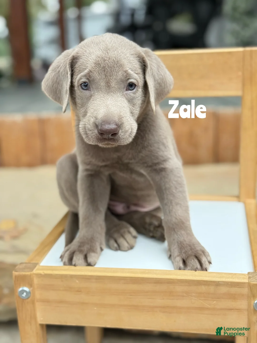 Labrador Retriever dogs for sale: Zale - Silver Male - Ad 1
