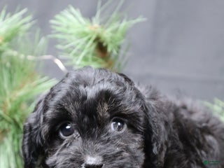 Cavapoo dogs for sale: Nel - Ad 4