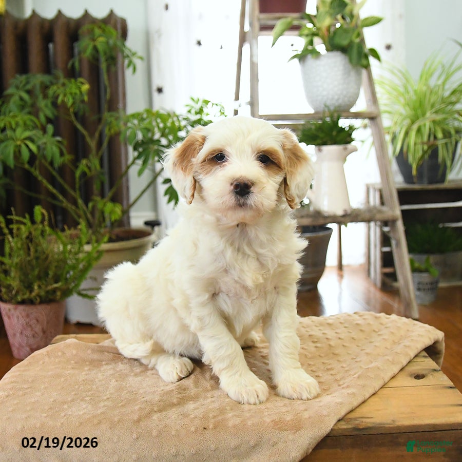 Bernedoodle dogs Lola - Ad 2