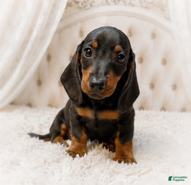 Miniature Dachshund dogs Lorenzo   1.10lbs on 6/30 - Ad 1