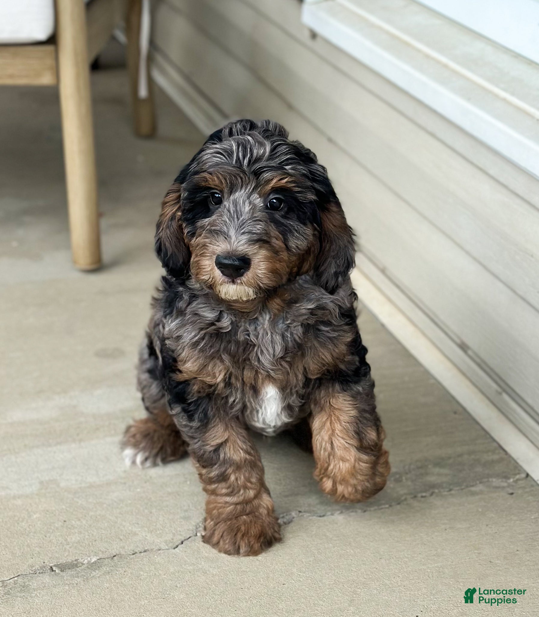 Mini Goldendoodle dogs Romeo - Ad 1