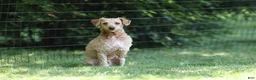Miniature Poodle dogs for sale: Chai - Ad 4