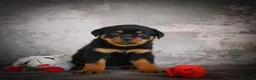 Rottweiler dogs for sale: Lane - Ad 6
