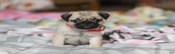 Pug dogs for sale: Penny  - Ad 4