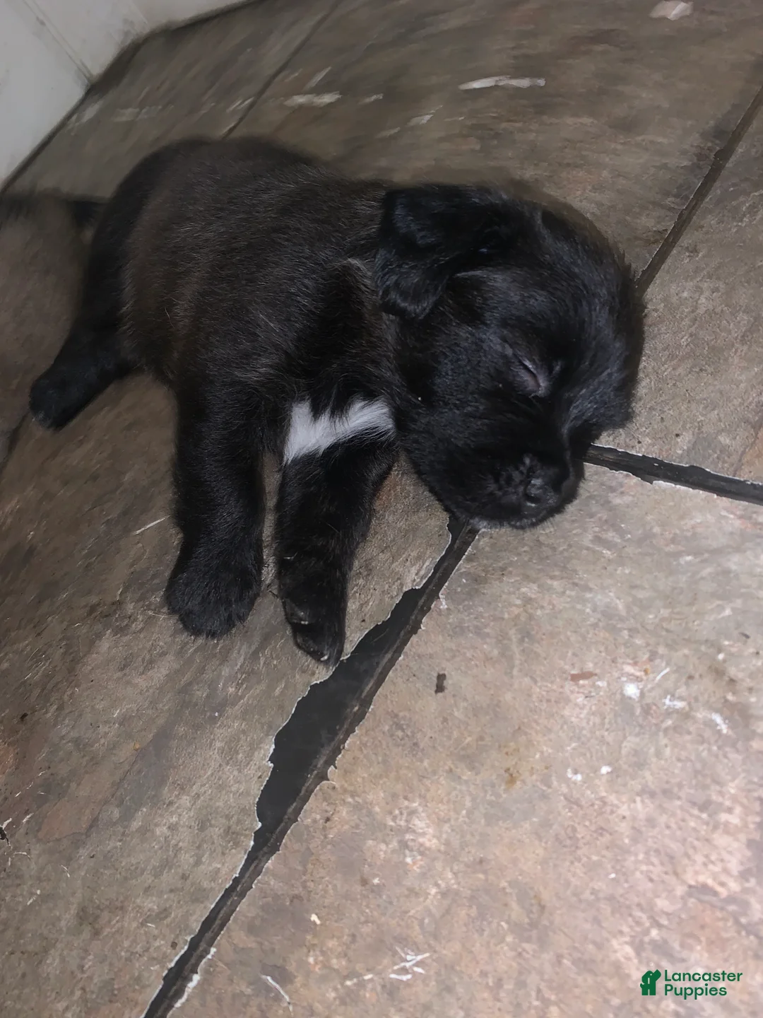 Mixed Breed dogs for sale: Red nose brindle pit bull mix with American mastiff - Ad 2