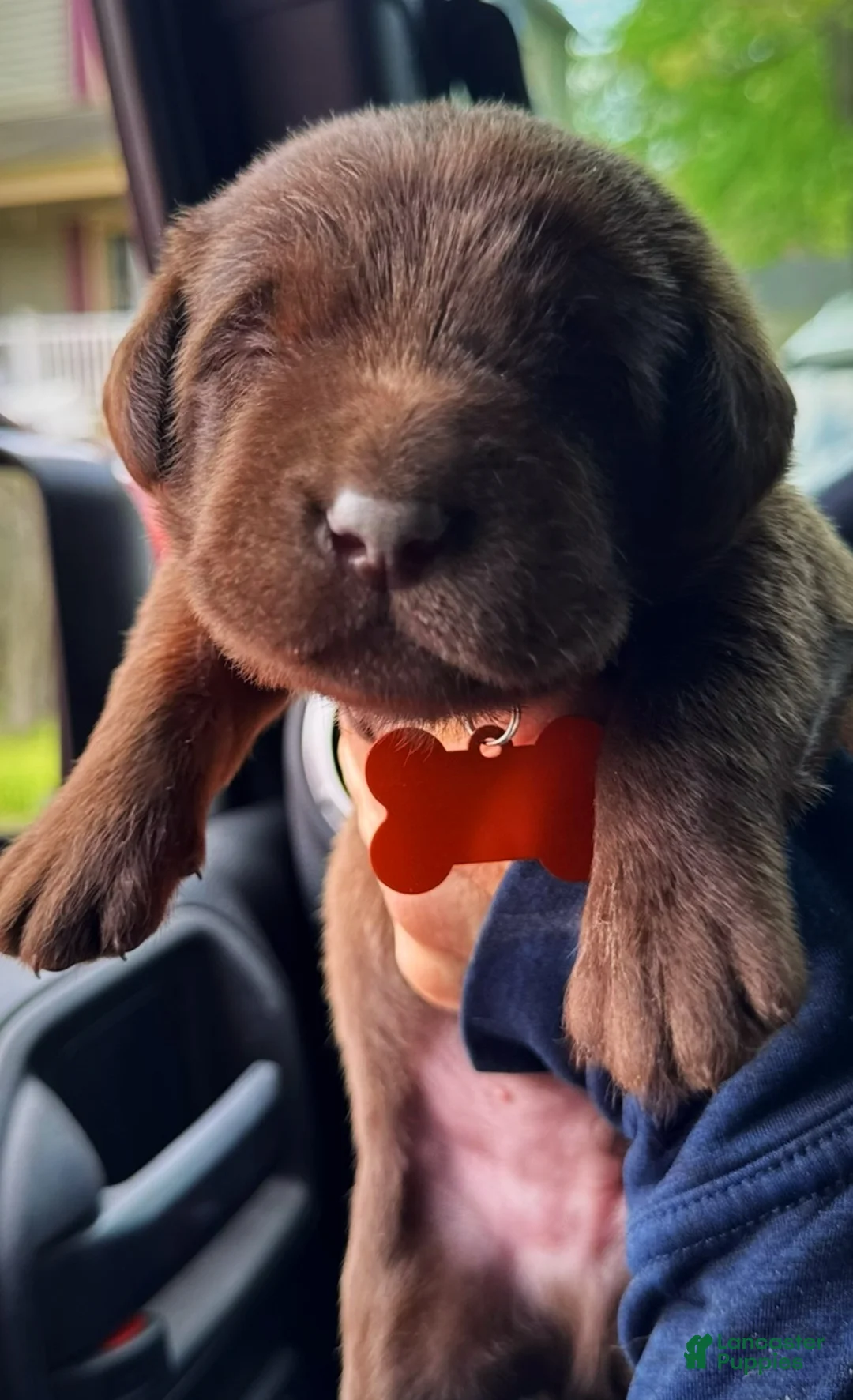 Labrador Retriever dogs for sale: Labrador Retriever Puppy 1 - Ad 17