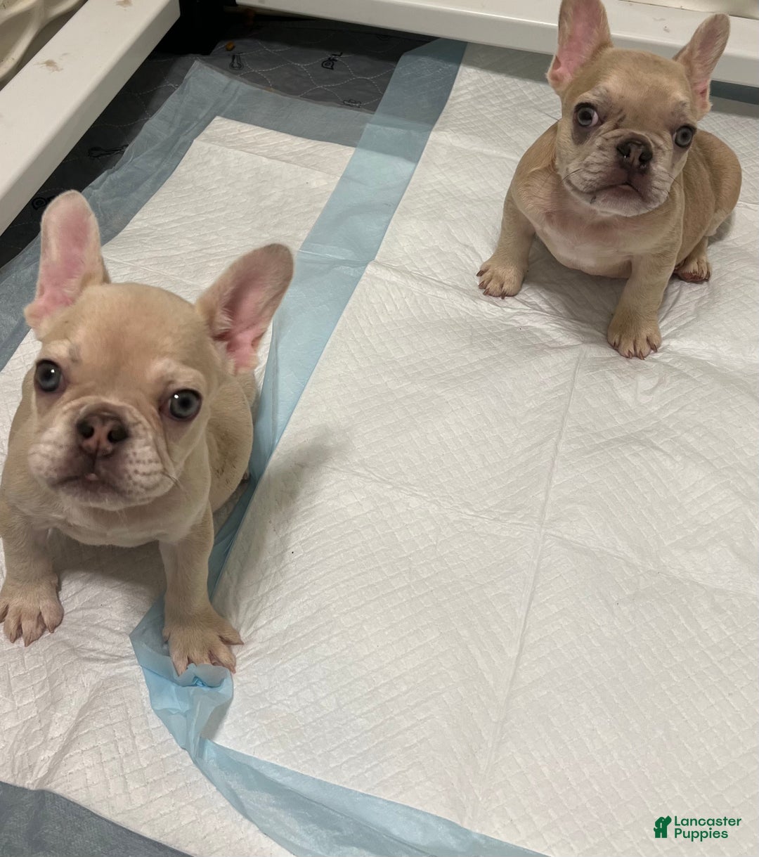 French Bulldog dogs for sale: Honey - Ad 2