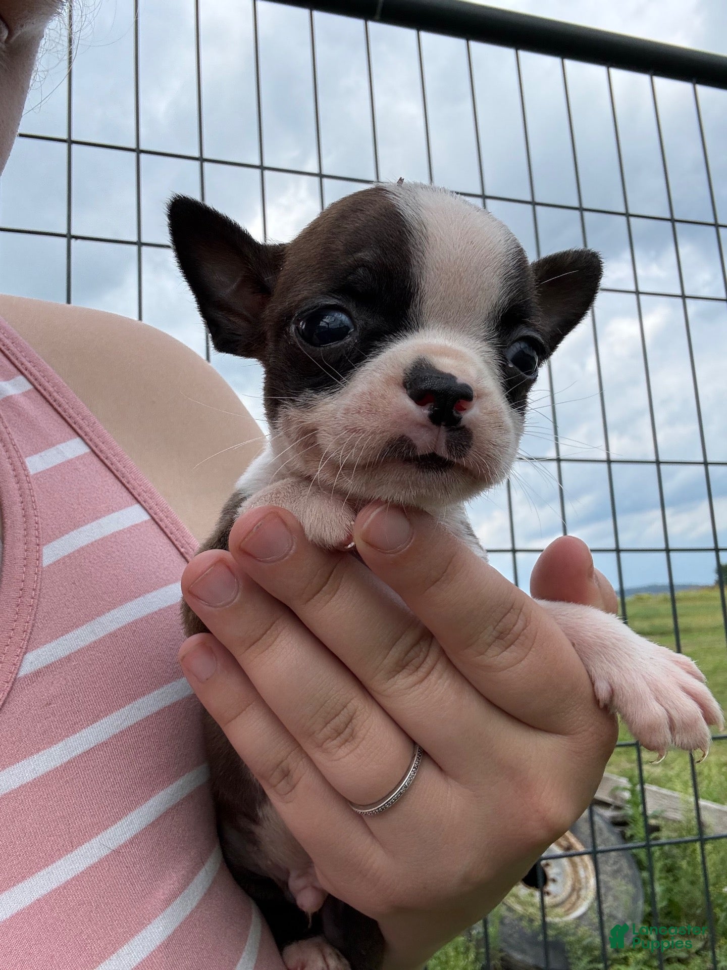 Boston Terrier dogs Boston Terrier 5 - Ad 7