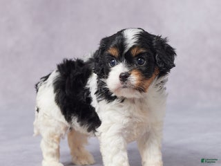 Cavapoo dogs - Ad 20