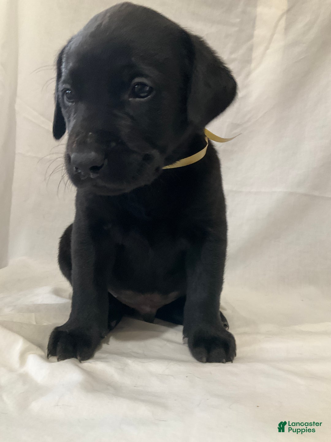 Labrador Retriever dogs for sale: Brody - Ad 2