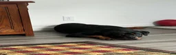 Rottweiler dogs for sale: Rottweiler 1 - Ad 25