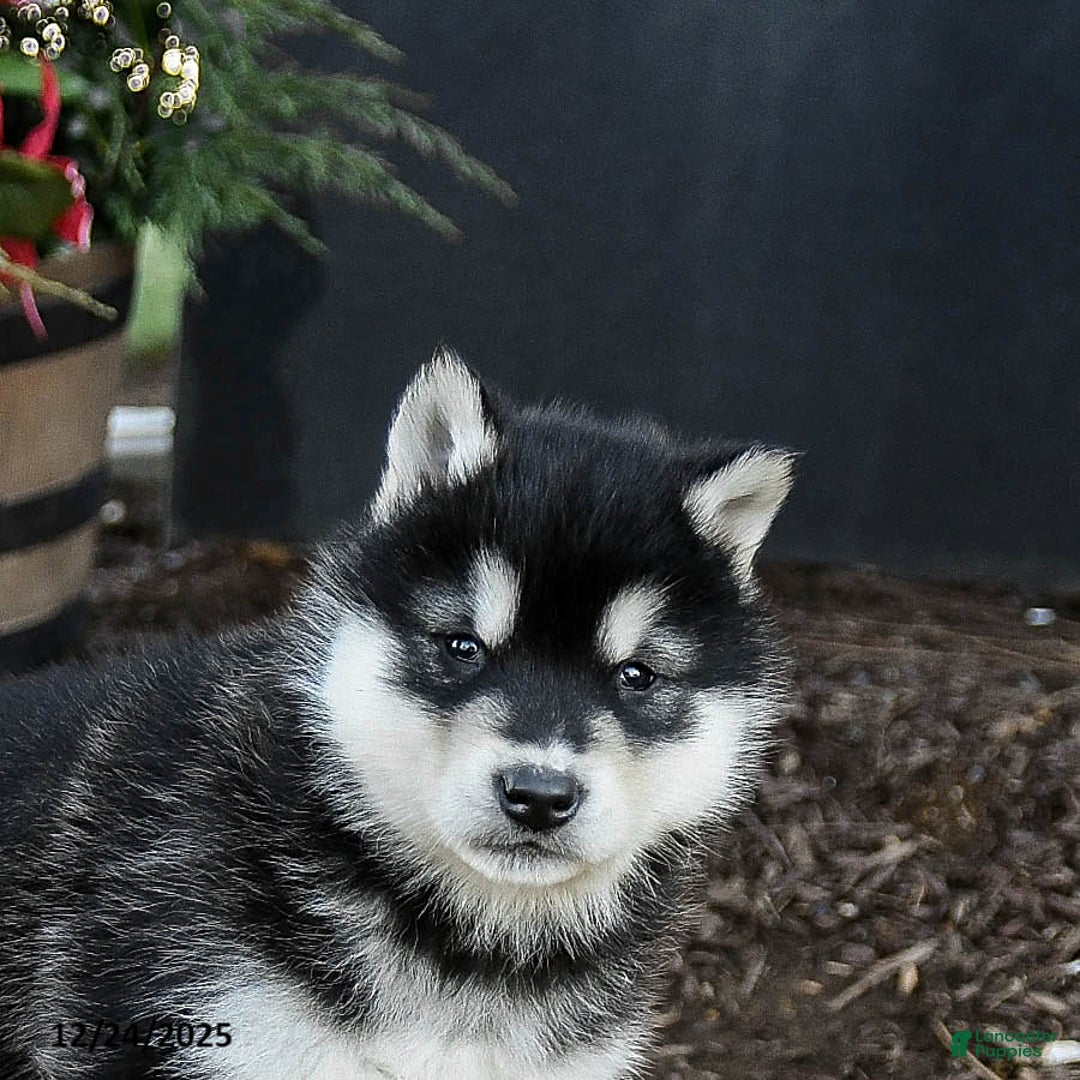 Alaskan Malamute dogs for sale: Jagger - Ad 5