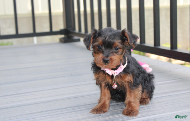 Yorkiepoo dogs Emmy  - Ad 2