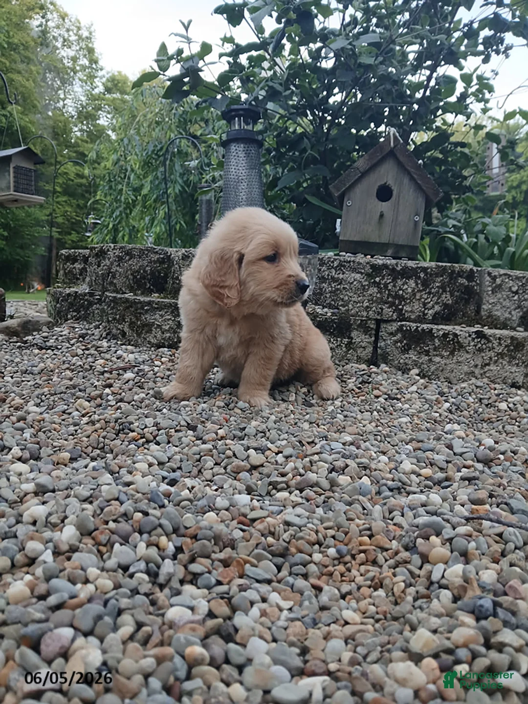 Golden Retriever dogs for sale: Roscoe - Ad 2