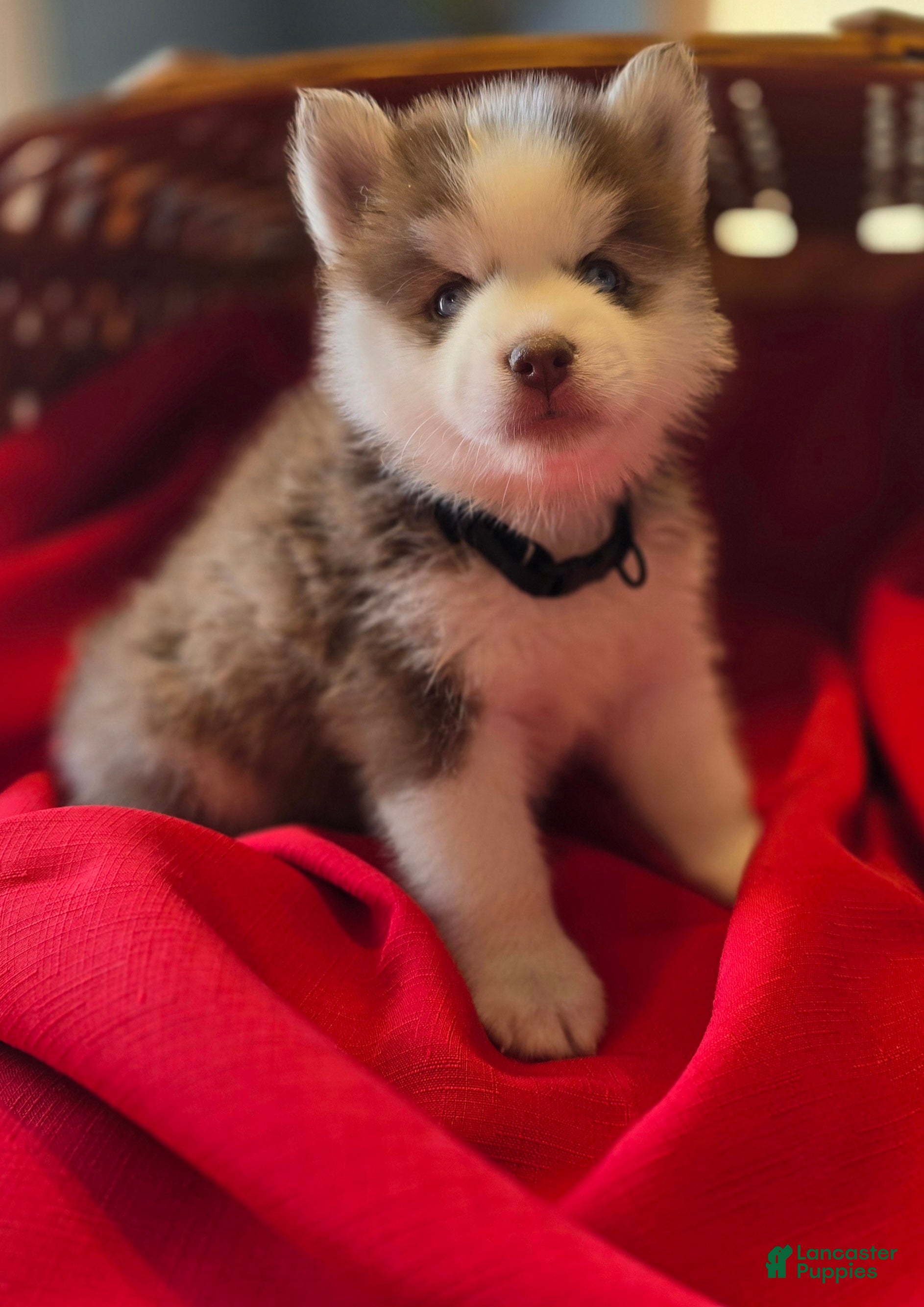 Pomsky dogs Bandit - Ad 18