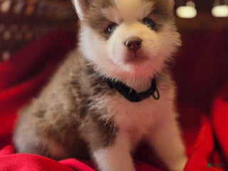 Pomsky dogs Bandit - Ad 5