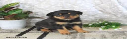 Rottweiler dogs for sale: Atlas - Ad 4