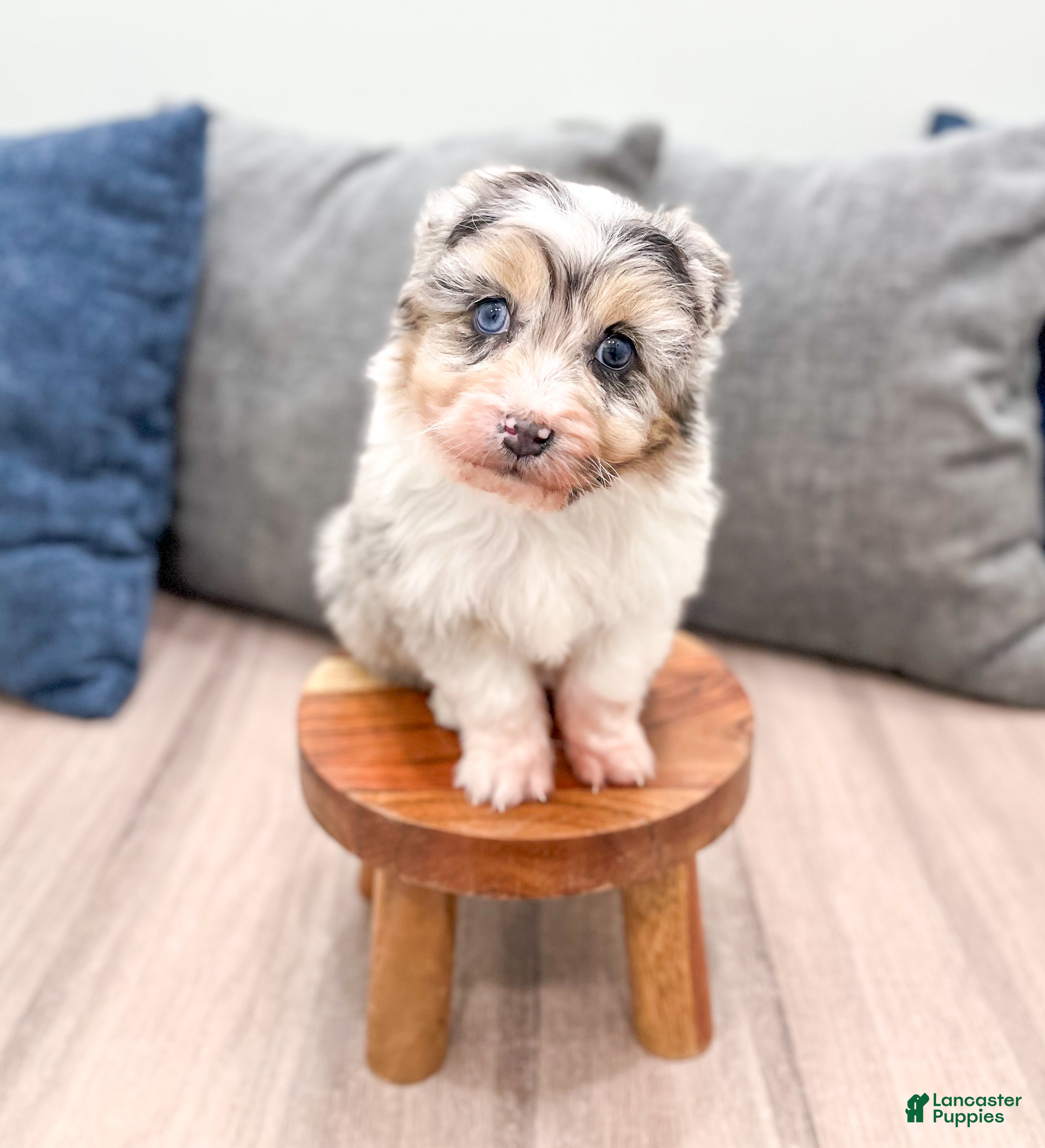 Aussiedoodle dogs Hazel - Ad 20