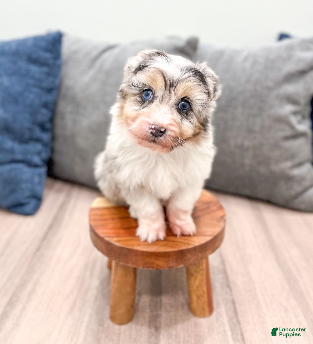 Aussiedoodle dogs for sale: Hazel - Ad 1