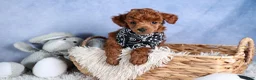 Toy Poodle dogs for sale: Tino - Ad 4
