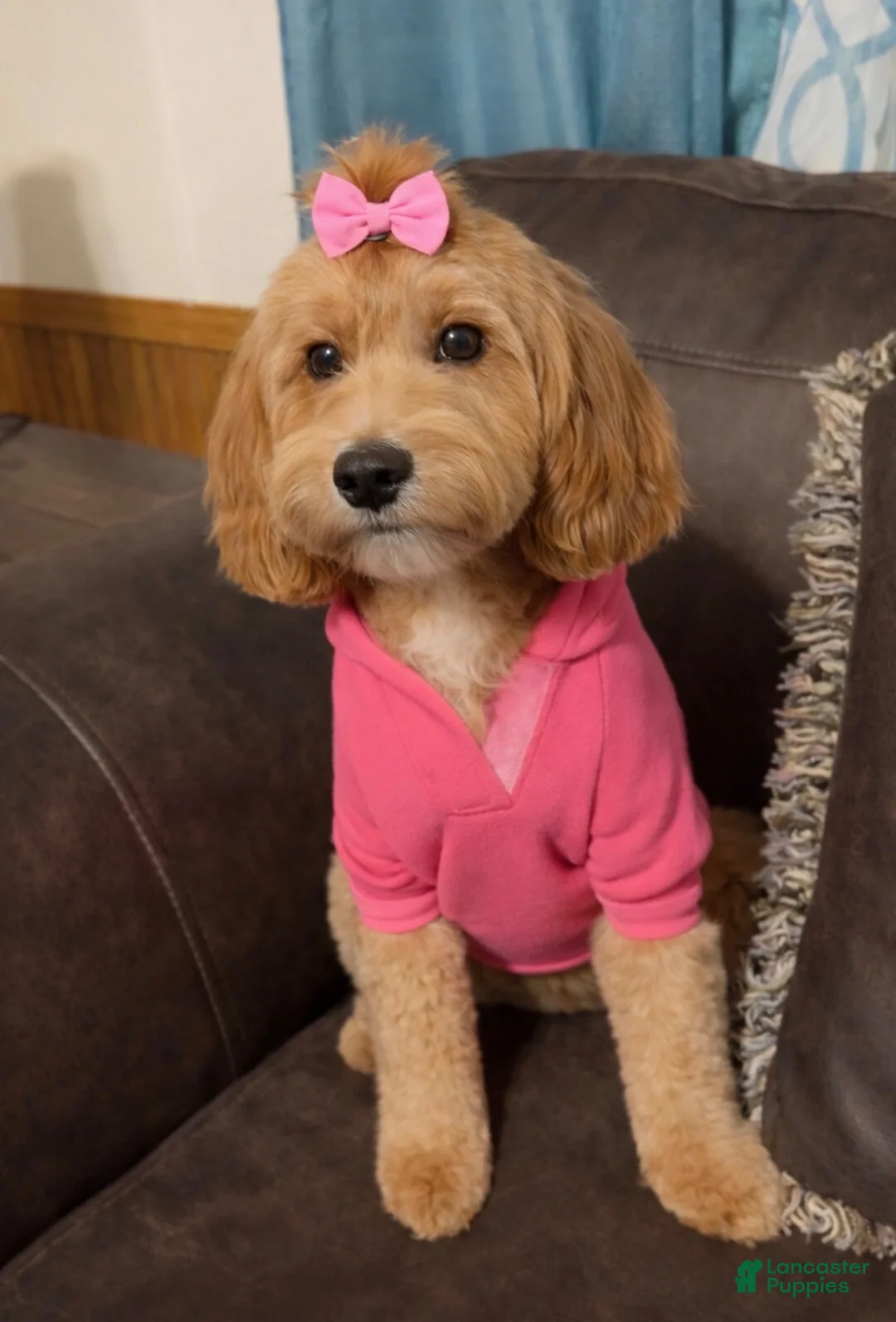 Cockapoo dogs for sale: Cockapoo 6 - Ad 3