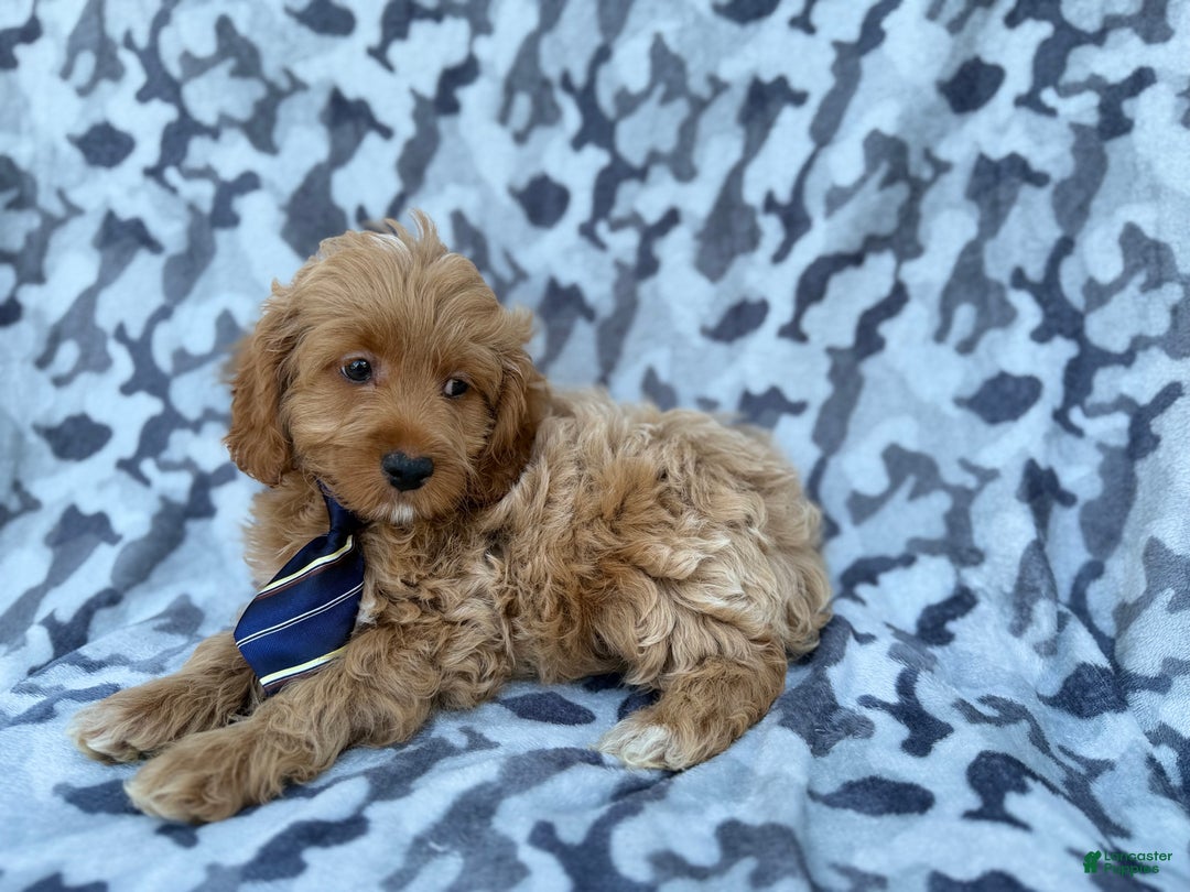 Cockapoo dogs for sale: Comet - Ad 2