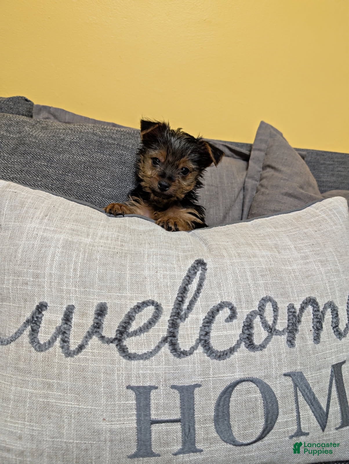 Yorkshire Terrier dogs Yorkshire Terrier Male 1 - Ad 31