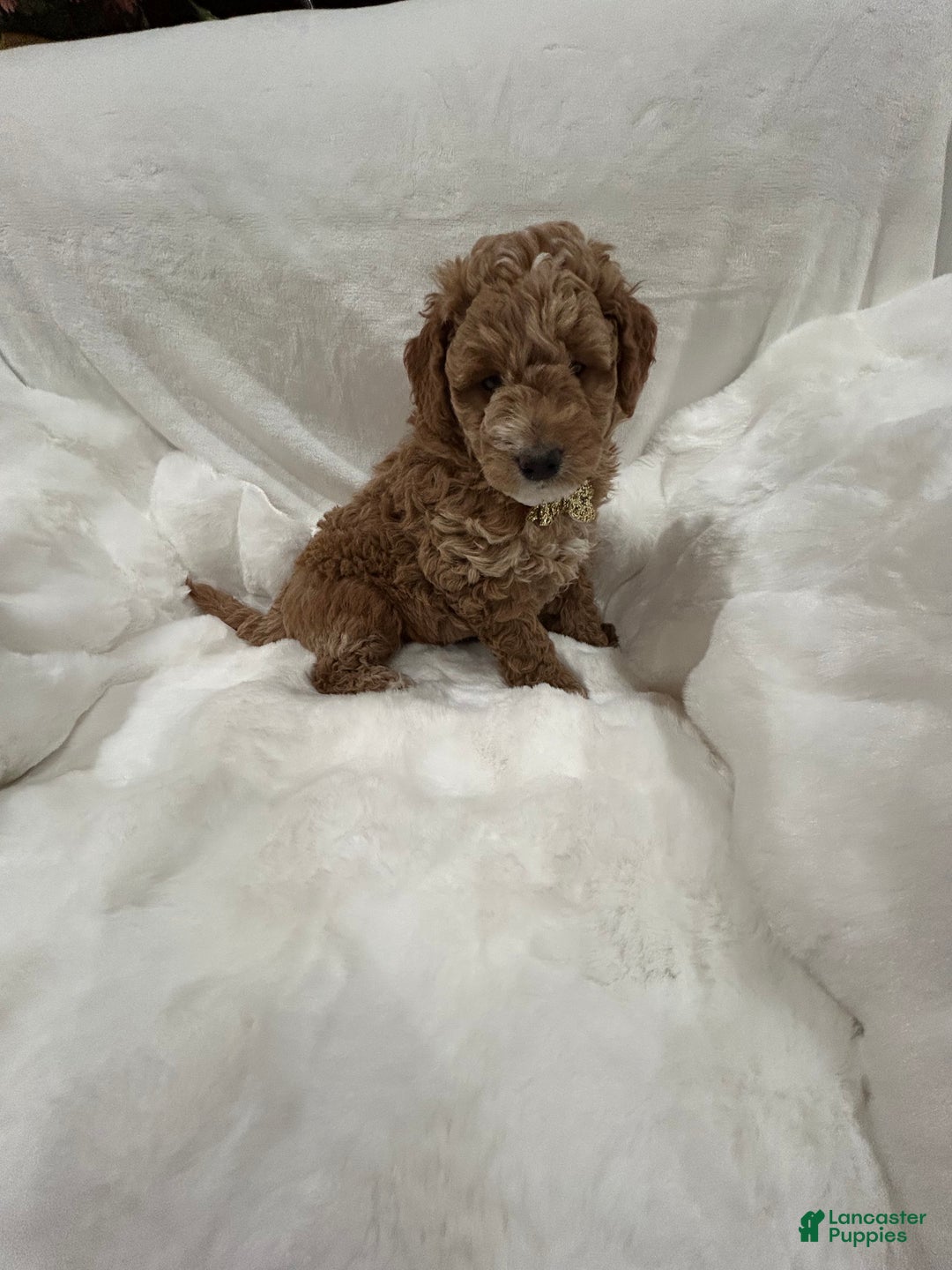 Mini Goldendoodle dogs for sale: Mini Goldendoodle Puppy Snowflake - Ad 1