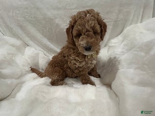 Mini Goldendoodle dogs Mini Goldendoodle Puppy Snowflake - Ad 29