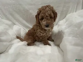 Mini Goldendoodle dogs Mini Goldendoodle Puppy Snowflake - Ad 1